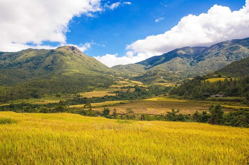 Cánh đồng lúa chín ở Bình Liêu.